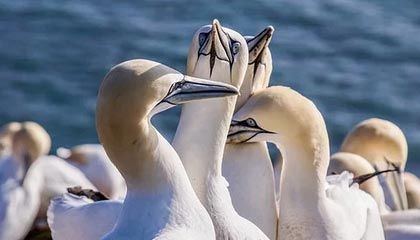 开云体育下载官网-穿越火线 Snake惊艳首秀 力克强敌晋级，cf可真是太厉害了