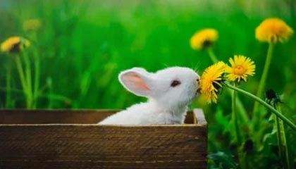 开云体育下载官网-穿越火线 Snake惊艳首秀 力克强敌晋级，cf可真是太厉害了